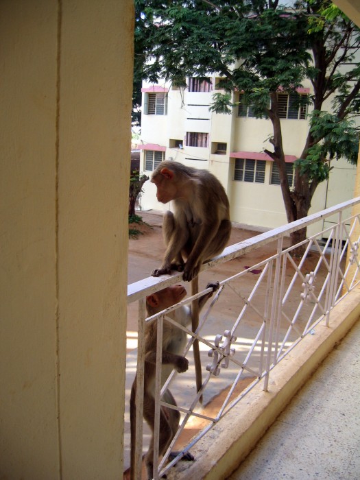 Goście na balkonie w hotelu