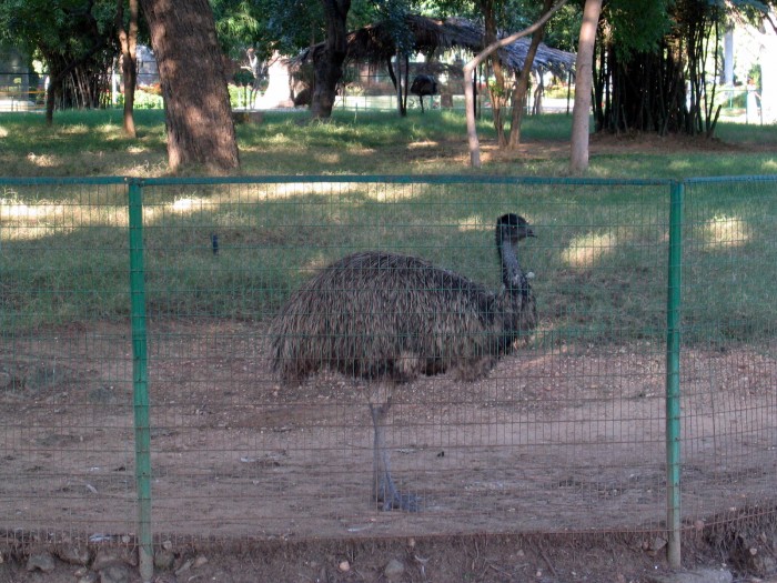 Emu w ogrodzie zoologicznym