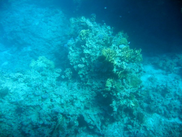 Podwodne życie na rafie koralowej