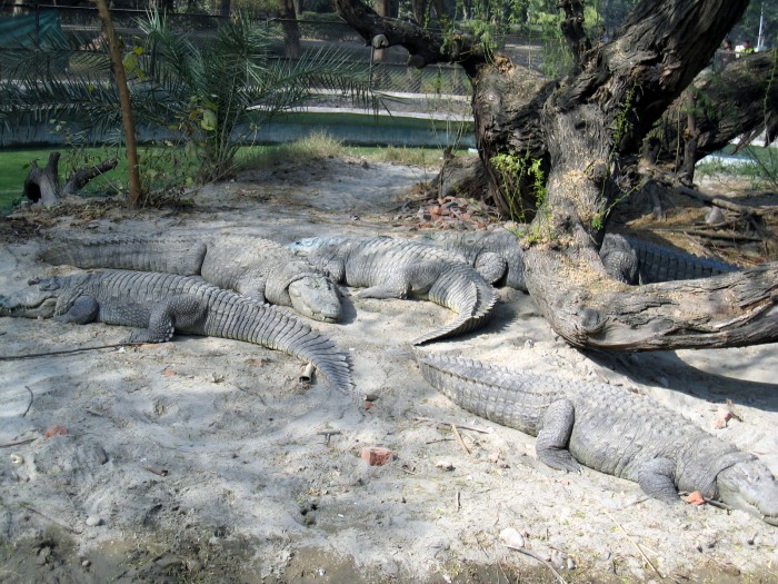 Marsh Crocodile- Crocodylus polustris
