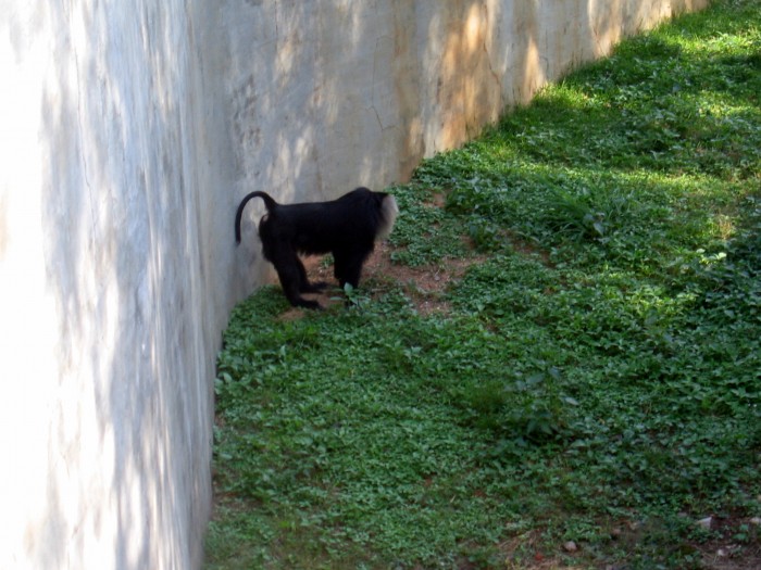 Macaca silenus w ogrodzie zoologicznym