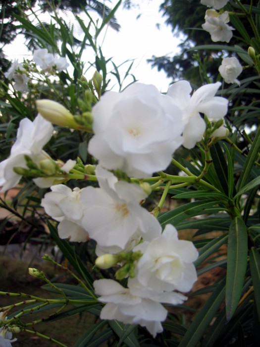 Oleader - Kwiaty w ashramie