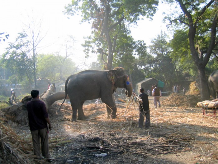 Obnok ZOO - Słonie w pracy