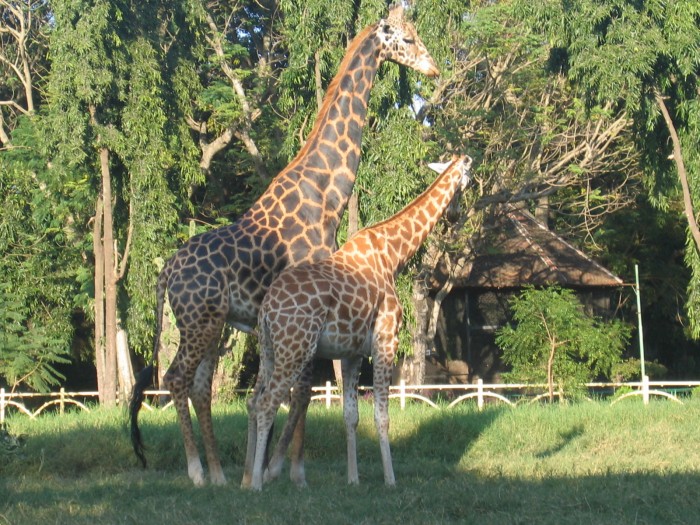 Żyrafy w ogrodzie zoologicznym