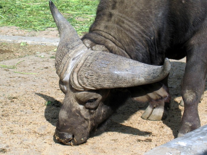 Cape Buffalo- Syncerus caffer