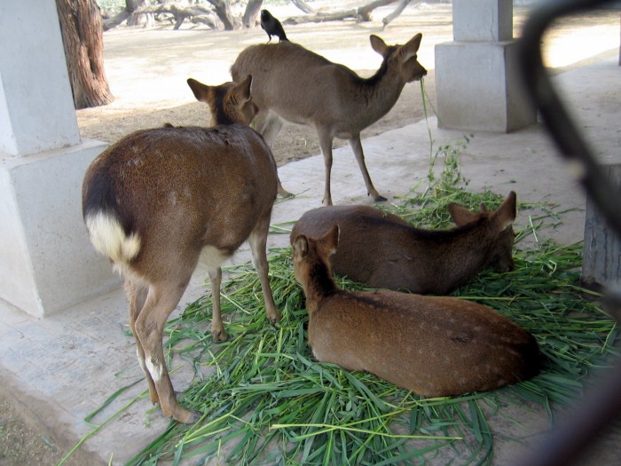 Sika Deer - Cervus nippon