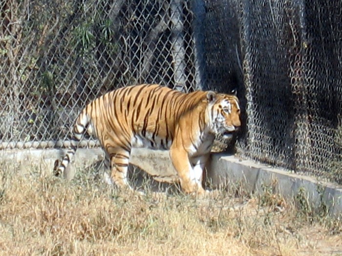 Royal Bengal Tiger- Panthera Tigris