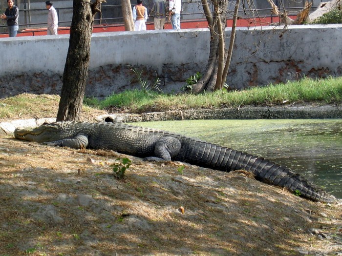 American Alligator- Aligator missisippienisis