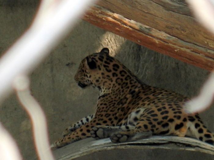 Jaguar - Felis onca