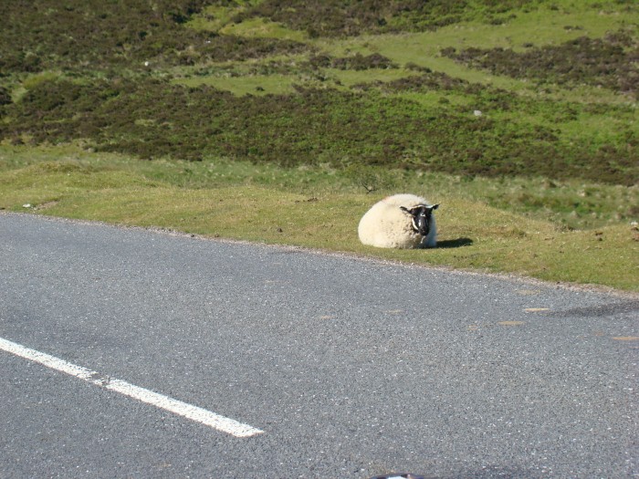 owieczka Dartmoor park