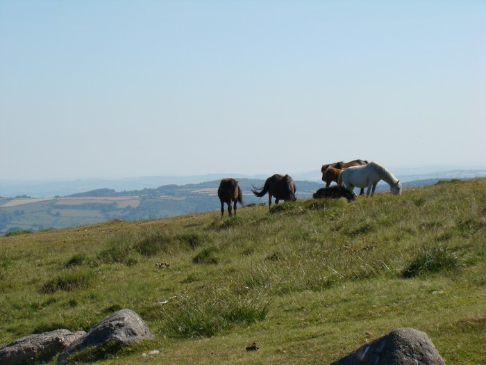 Dzikie, ale oswojone, konie e Dartmoor park