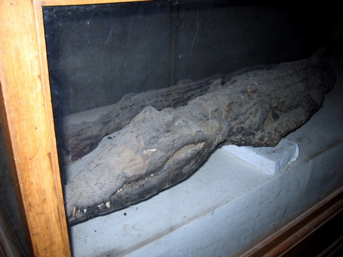 Świątynia Boga Sobka - mumie krokodyli
