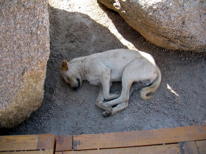 Kamieniołomy - śpiący pies