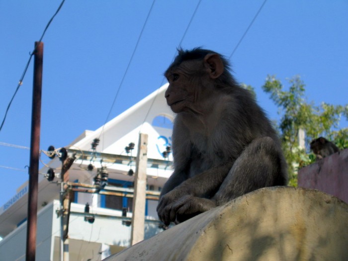 Małpa na murowanym ogrodzeniu
