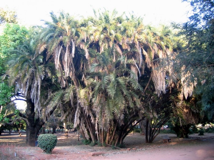 Palmy - Lalbagh, Botanical Garden