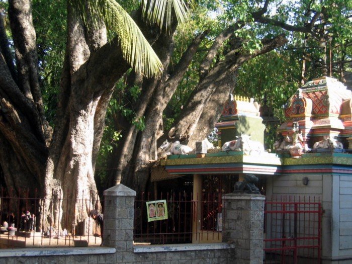Ficus - Parameswary Temple