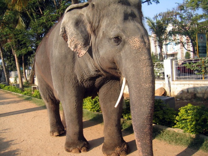 Gitta - słonica Swamiego