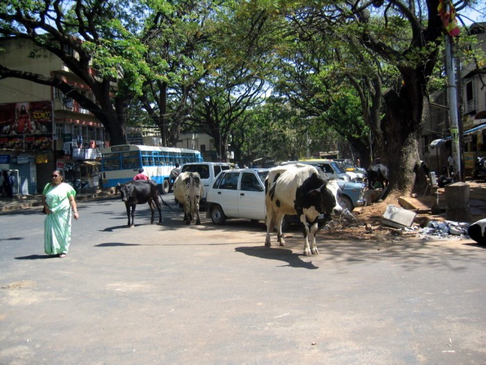 Święte krowy na ulicach