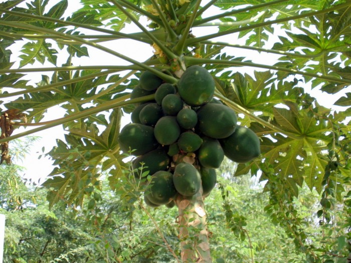 Drzewko papaji - owoce i kwiaty