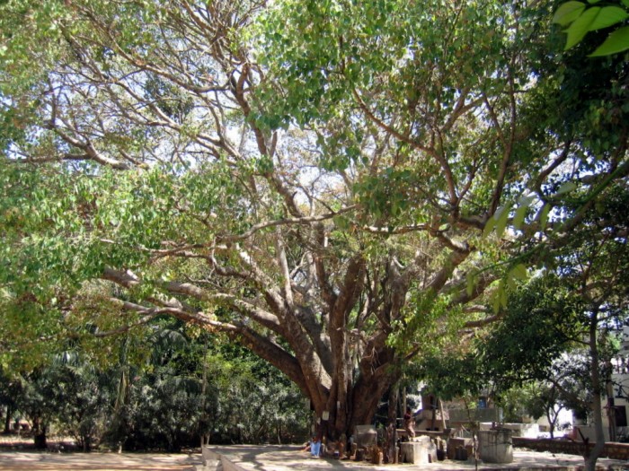 Ficus obk Świątyńki