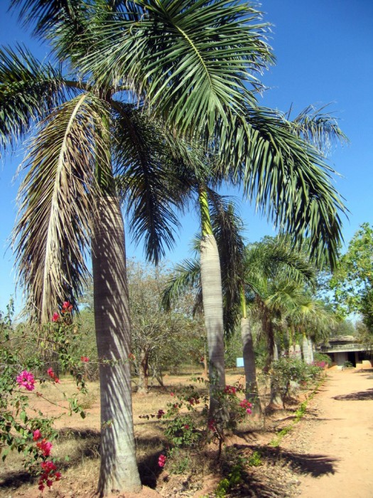 Palmy - Botanical Garden