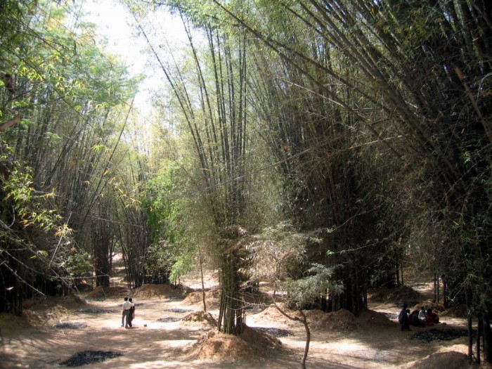 Cuboten Park - Bambusy