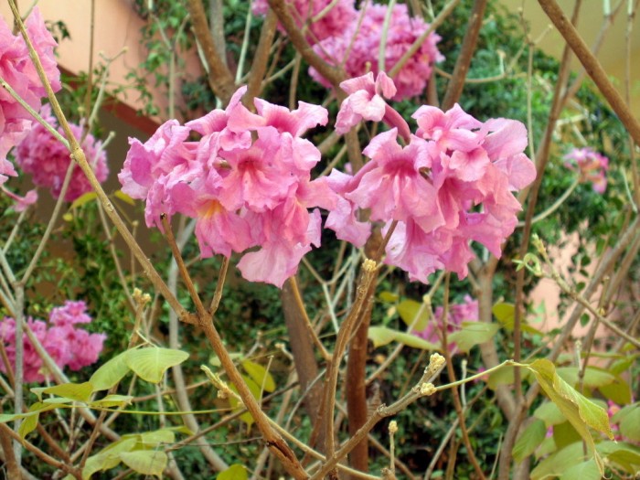Kwiaty w przydomowym ogrodzie