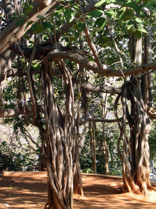 Drzewo kroczące - miejsce medytacji
