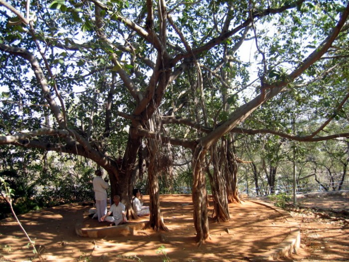Drzewo kroczące - miejsce medytacji