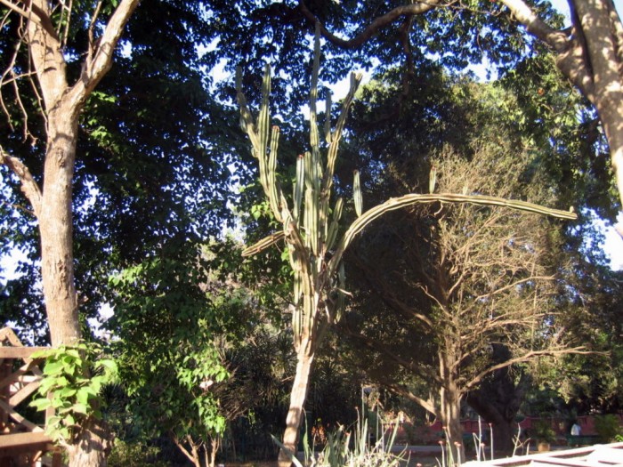 Kaktus - Lalbagh, Botanical Garden