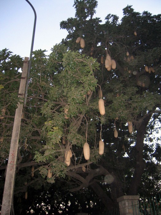Drzewo kiełbasiane - Lal Bagh