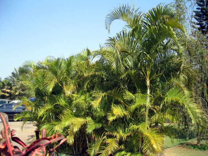 Palmy w ogrodzie hotelowym