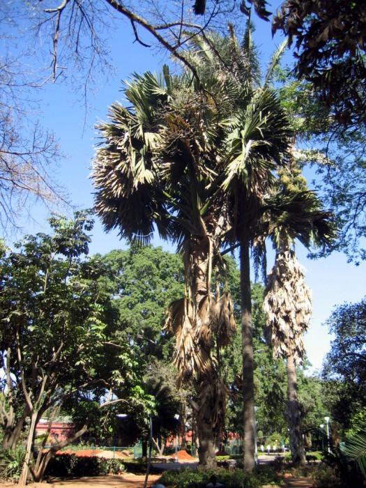 Palmy - Lalbagh,  Botanical Garden