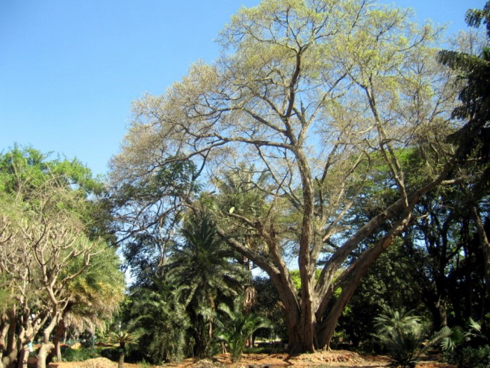 Ficus cunninghamii (Australia)- Lal Bagh