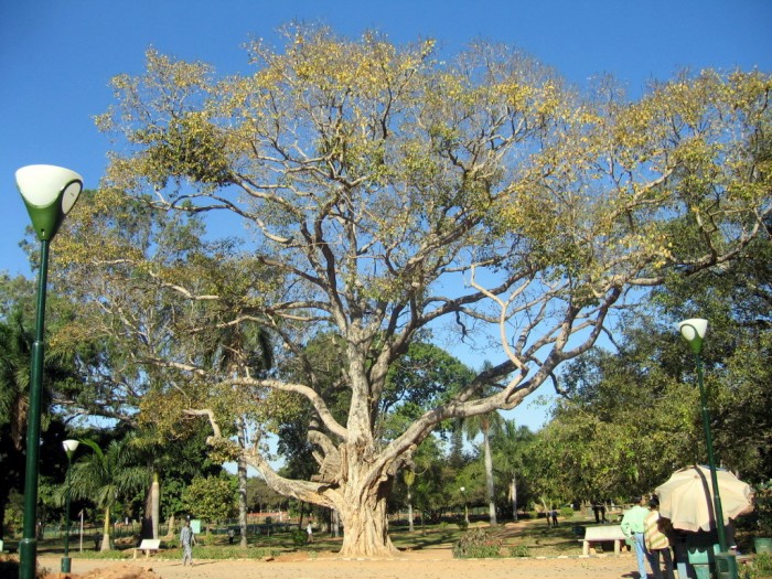 Ficus - Lalbagh, Botanical Garden