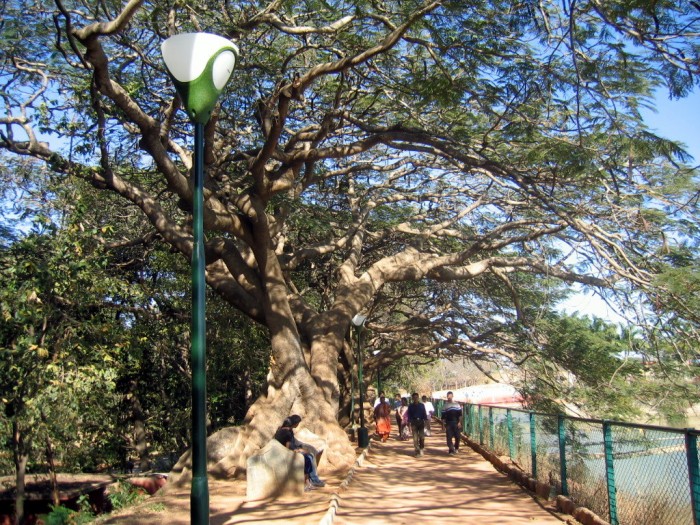 Ficus -Lalbagh , Botanical Garden