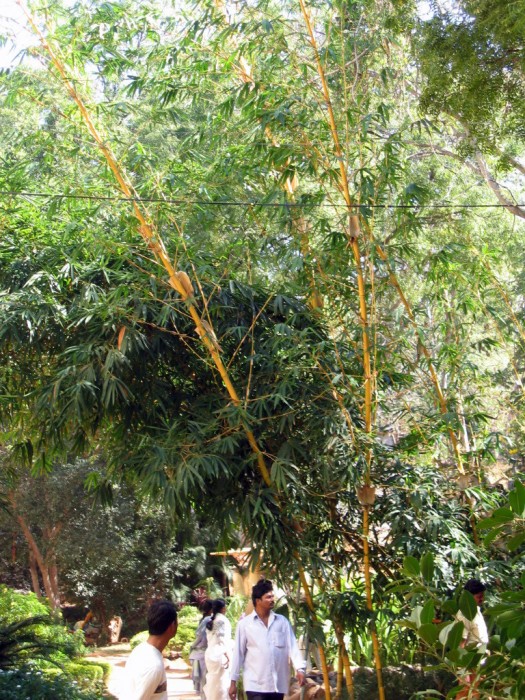 Ogródek u Jezuska - bambusy
