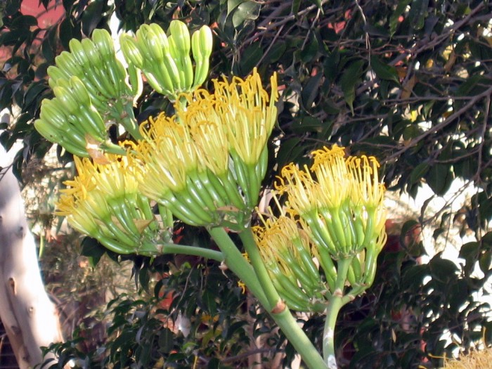 Kwiaty w ogrodzie  u Jezuska - Kaktus