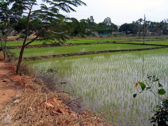 Pola ryżowe
