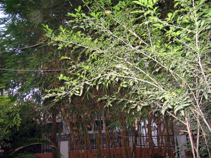 Bambusy w ogródku u Jezuska