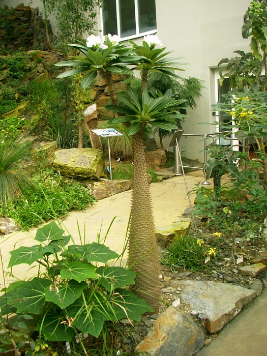 małe drzewo butekowate w ogrodzie botanicznym