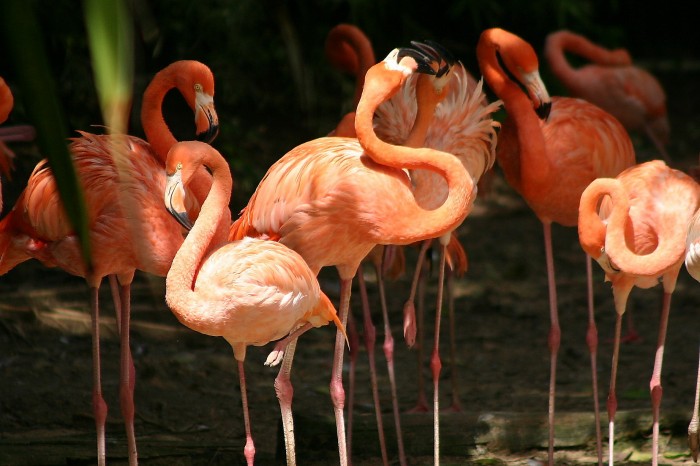 Flamingi w Manati Parc II