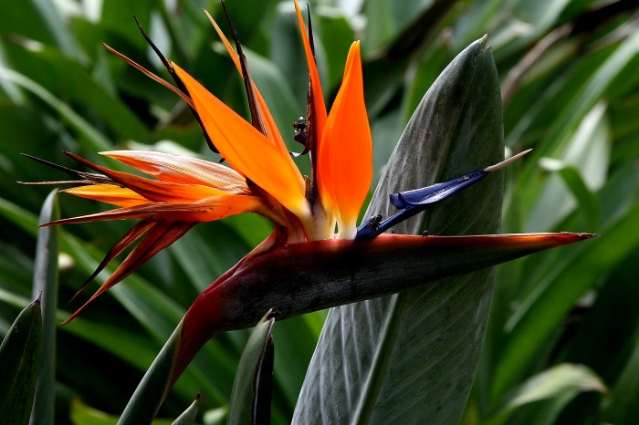 Czy to ptak, czy to kwiat :)(Ogród w centrum Rio)