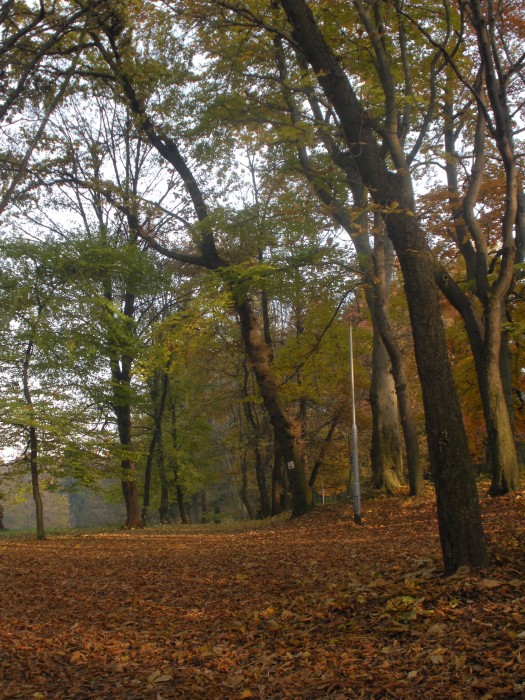 Park Rusinowski jesienią pokryty dywanami liści.