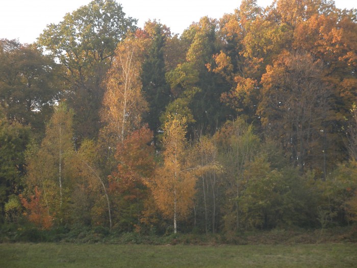 Park Rusinowski jesienią