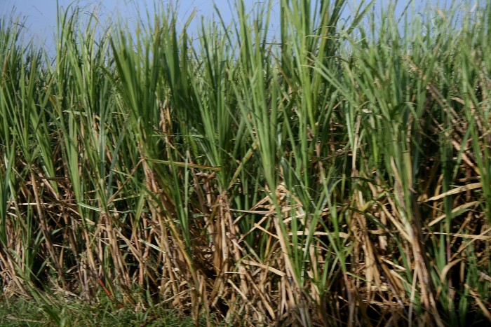Trzcina cukrowa w okolicach La Romana