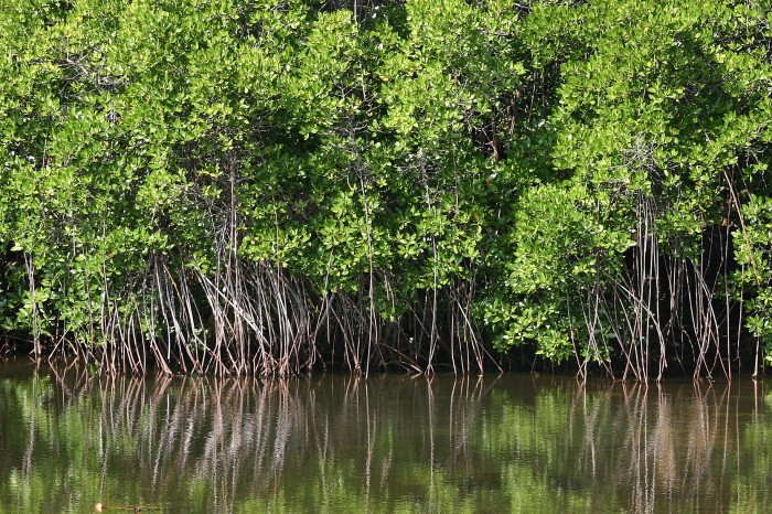 Zagajnik mangrowy na Sumilion
