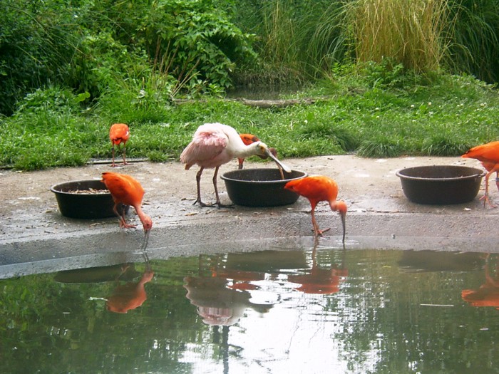 ptaki - ibisy i warząchiew w zoo safari