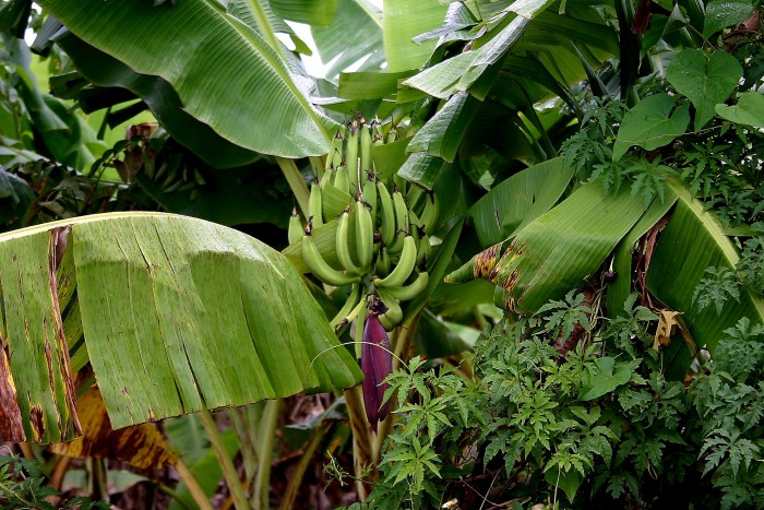 Banany jeszcze na krzewie