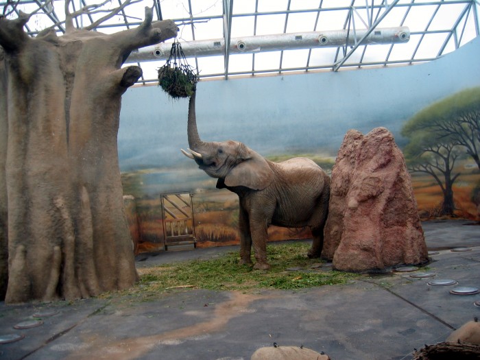 ZOO - Słoń afrykański